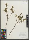 Foto von Salix myrtillifolia Anderson